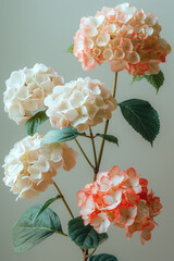 Poster - Simple photo of white and red hydrangeas on a clean, neutral background,