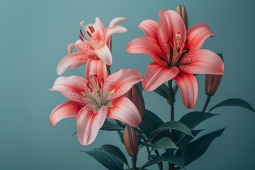 Poster - Minimalist composition of pink and red lilies on a plain background,