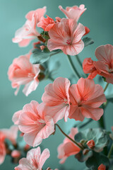 Poster - Elegant arrangement of pink geraniums on a soft green background,