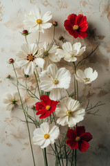 Poster - Simple photo of white and red cosmos flowers on a clean, neutral backdrop,