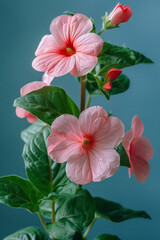 Poster - Elegant image of pink and red impatiens on a light blue backdrop, symbolizing feminine health,