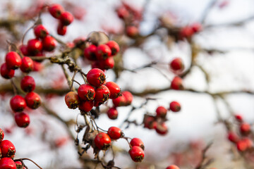 Wall Mural - Green branches of hawthorn strewn with red berries