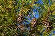 © Oleh Marchak - Close-up on a pretty pine cone hanging from its branch and surrounded by its green thorns. Pine cone, pine thorns, pine branch and blue sky