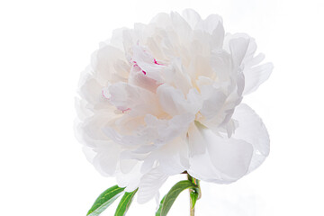 Wall Mural - fresh peony on the white background