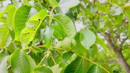 Sticker - A tree with green leaves and a few nuts on it. The leaves are slightly damaged and have been eaten by bugs