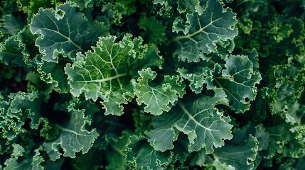Kale farm with lush green kale leaves.