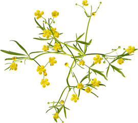 Wall Mural - Top view of Meadow Buttercup plant with yellow flowers