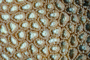 Wall Mural - Small individual polyps make up a reef-building coral colony growing on a healthy reef in the tropical Pacific Ocean.