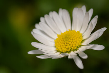 Wall Mural - Close-up of the center of a daisy flower.