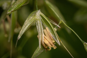 Sticker - Pistil and feather scar of oat grass.