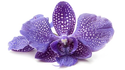 Wall Mural - Stunning Purple Orchid Flower with Patterned Petals in Closeup