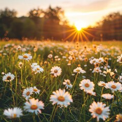 Wall Mural - White daisies, focus on setting sun, blurred grassy field, golden hour effect, warm sunset lighting