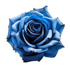 Poster - Blue Rose Isolated on Transparent Background, Png, Cut Out.