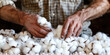 © SnowElf - Closeup male hands working with freshly harvested cotton wool