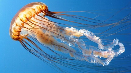 Wall Mural - Jellyfish 