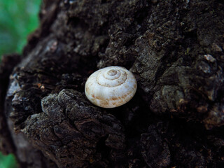 snail on a tree