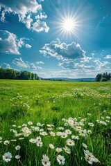 Poster - A picturesque scene with a vast field of white flowers blooming under a clear blue sky