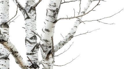 Birch tree on a transparent background