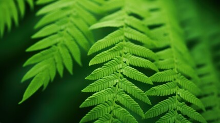 Wall Mural - beautiful fern leaf texture in nature.