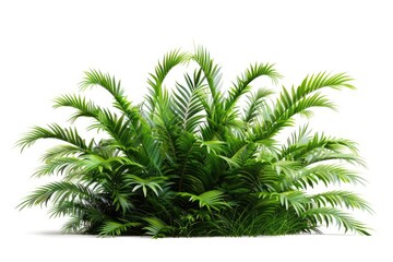 Poster - A single bush of palm leaves against a clean white background, ready for use in various designs and projects