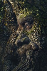 Poster - A person's face is carved into the bark of a tree