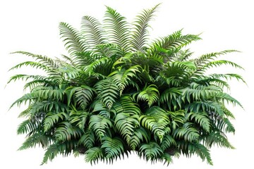 Poster - A small bush with green leaves and stems on a pure white background, ideal for use in presentations, designs, and more