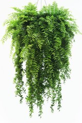 Poster - A small potted plant hangs from a white ceiling, adding some natural touch to the space