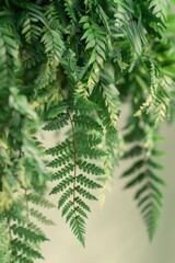 Poster - A close-up view of a plant with green leaves