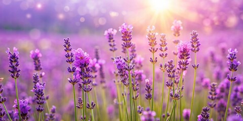 Wall Mural - Beautiful panoramic view of a lavender field in soft focus, creating a romantic spring flower meadow background, lavender