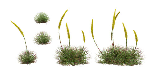 Poster - Dasylirion wheeleri Plant isolated on white background