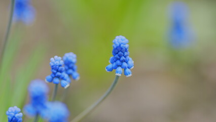 Blue spring flowers. Blue muscari flowers in nature. Muscari ornamental springtime flowers in bloom. Rack focus.