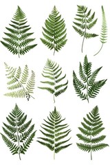 Wall Mural - A close-up shot of diverse fern leaves showcasing their unique shapes and textures