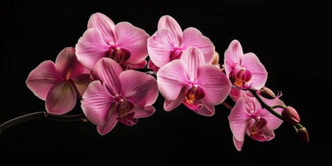 Poster - A close-up view of a single pink flower blooming on its stem