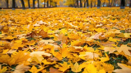 Poster - Background of fallen yellow leaves in a park