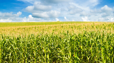 Wall Mural - Corn field and blue sky. Wide photo.