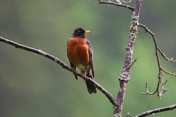 Robin perched on a branch in the rain