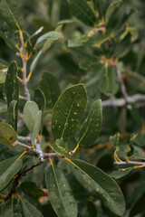 close up of a plant