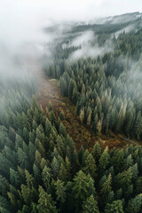 Wall Mural - drone photo of a forest in the Pacific Northwest on a foggy day, vertical orientation for social platforms
