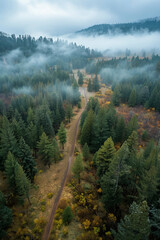 Poster - drone photo of a forest in the Pacific Northwest on a foggy day, vertical orientation for social platforms
