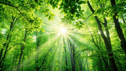 Wall Mural - Green forest background with sunlight filtering through the leaves , sunny, trees, nature, environment, foliage