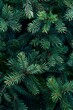 © ABDULHAMID - green pine tree leaves on dark background