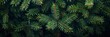 © ABDULHAMID - green pine tree leaves on dark background