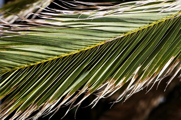 Wall Mural - dried palm leaf laying next to a dry stone wall