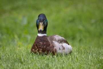 Wall Mural - a close up of a male mallard duck, Anas platyrhynchos. He is sitting on the grass which surrounds the subject. Looking directly at the camera