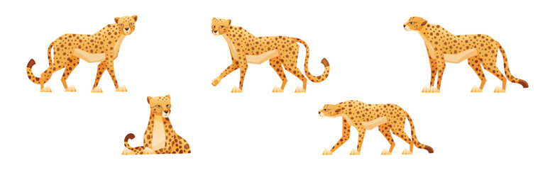 Wall Mural - cheetah as african large cat with long tail and black spots on coat vector set