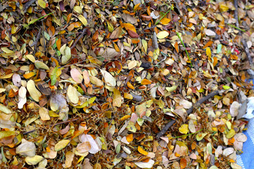 Wall Mural - Brown dried leaves of rain tree. Dried leaves for composting