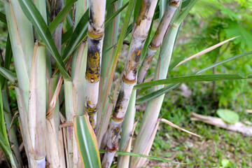 Canvas Print - Fresh sugarcane in the garden