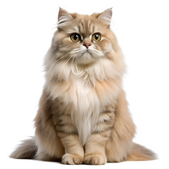  Fluffy Persian Cat with Beautiful Long Fur Sitting Upright
