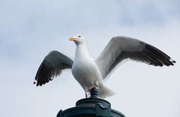 bird, seagull, gull standing in the sea of argentine