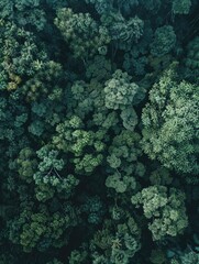 Canvas Print - Forest Aerial View